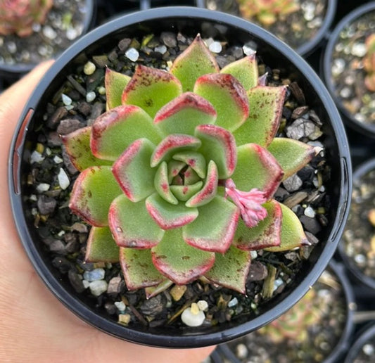 Echeveria Blood Maria (LG)