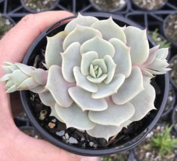 Echeveria Lola (LG)