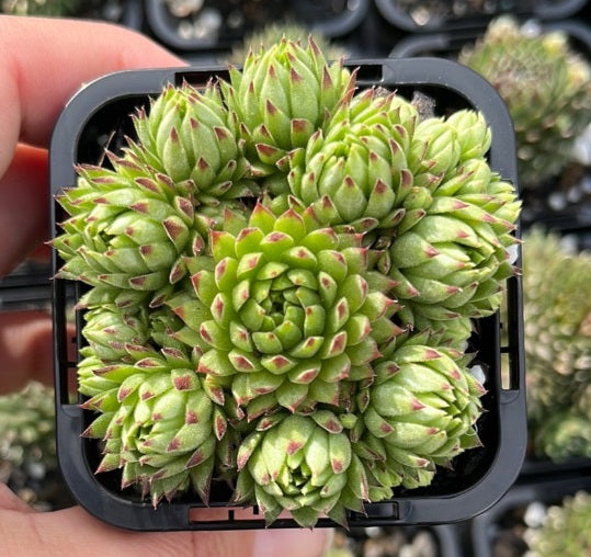 Sempervivum Key Lime Kiss (SQ)