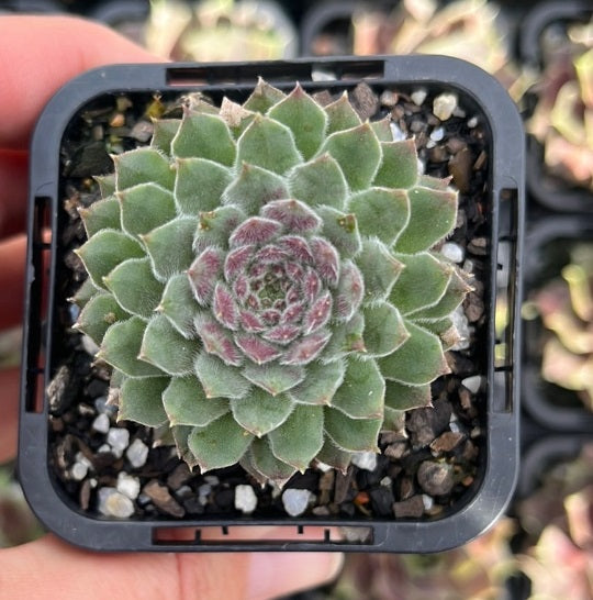 Sempervivum Pink Puff (SQ)