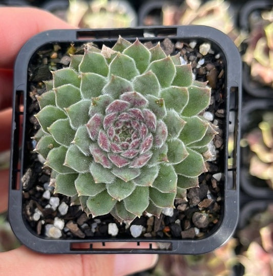 Sempervivum Pink Puff (SQ)