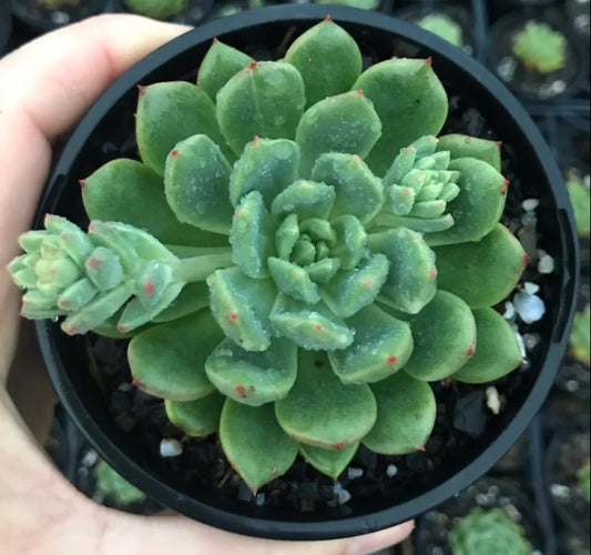 Echeveria Green Apple (LG)