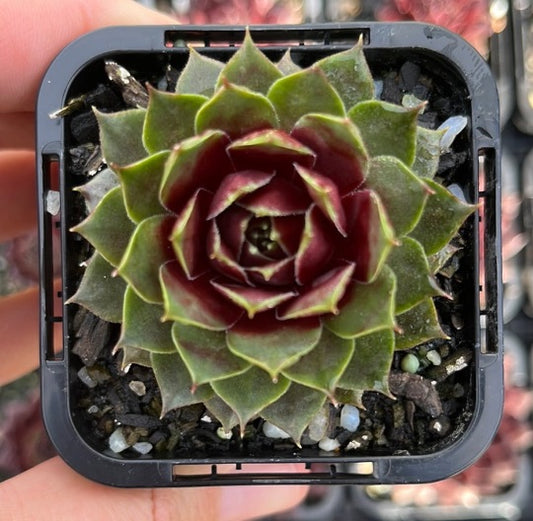 Sempervivum Marlands Beauty (SQ)