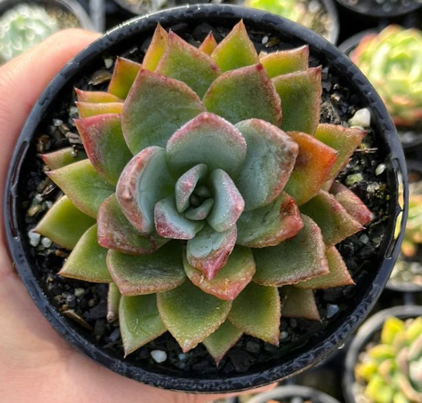 Echeveria Setosa Peackockii (LG)