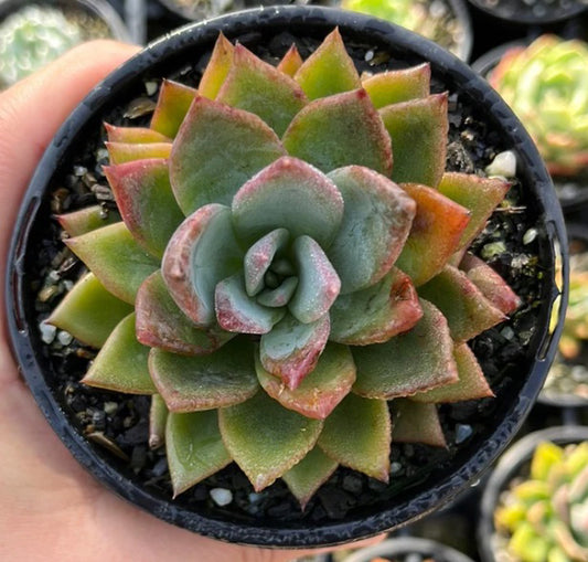 Echeveria Setosa Peackockii (LG)