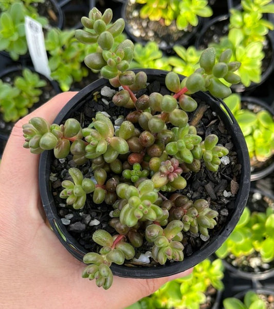 Sedum Stahalii - Mini Jelly Bean (LG)