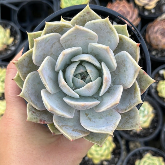 Echeveria Paloma (LG)