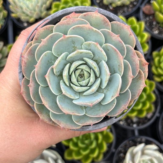 Echeveria Lovely Bear (LG)