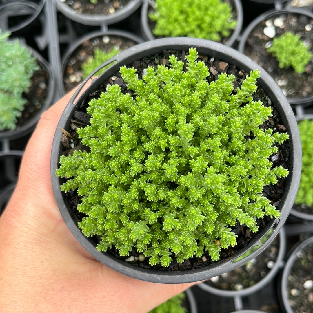 Sedum Tinkerbell’s Forrest (LG)