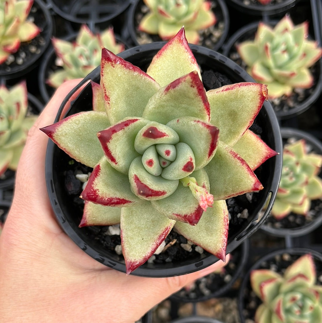 Echeveria Agaviodes Ebony (LG)