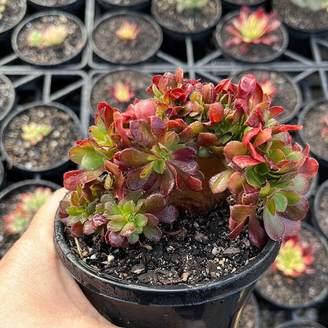 Aeonium Velour Crested (LG)