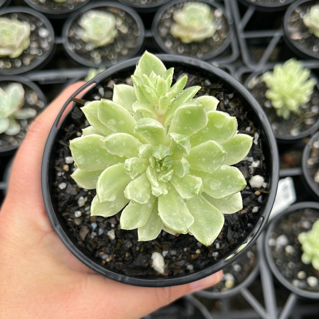 Echeveria Halbingeri Walther Variegata (LG)