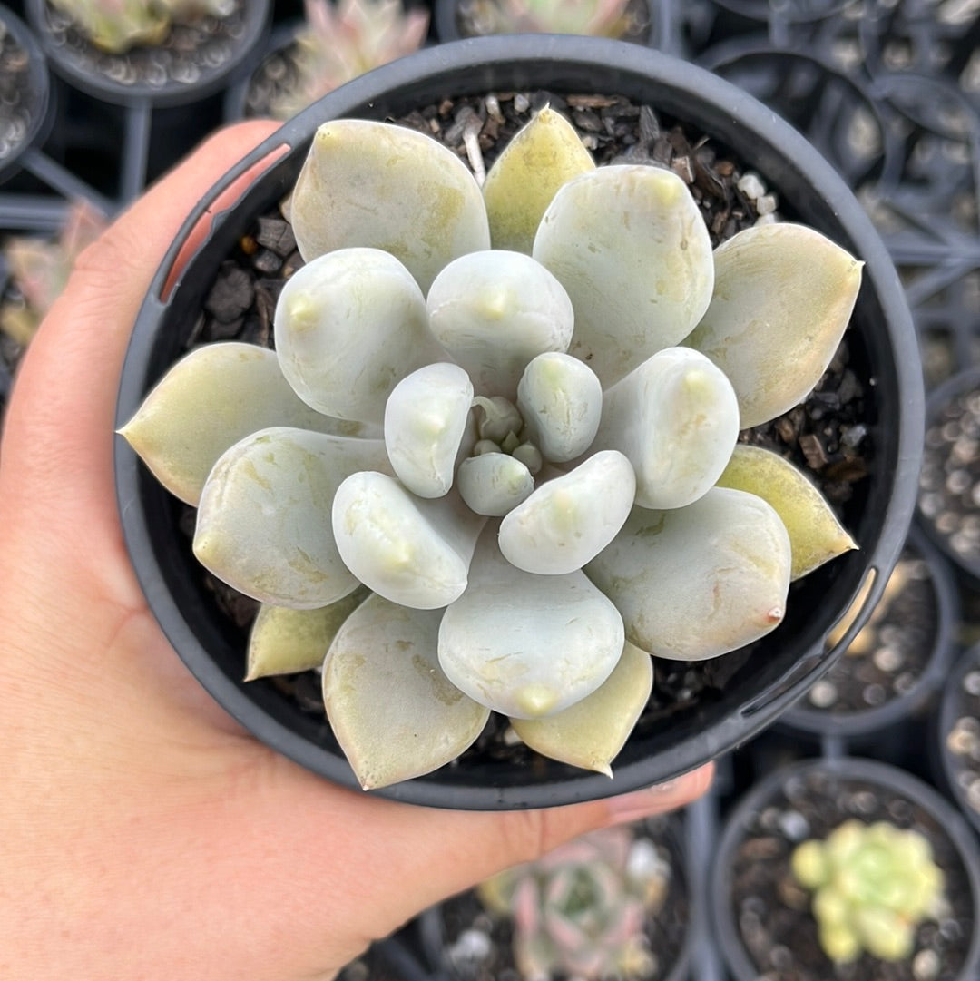 Pachyveria Ice Queen (LG)