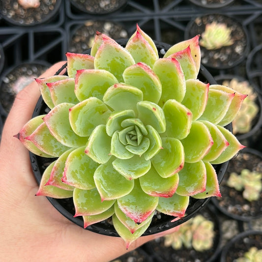 Echeveria Glauca (LG)