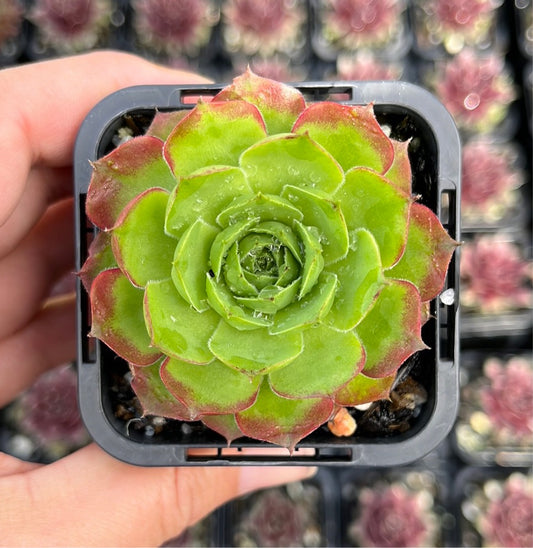 Sempervivum Tectorum Sunset (SQ)