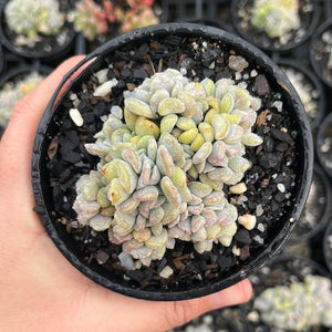 Echeveria Cubic Frost Crested (Large)