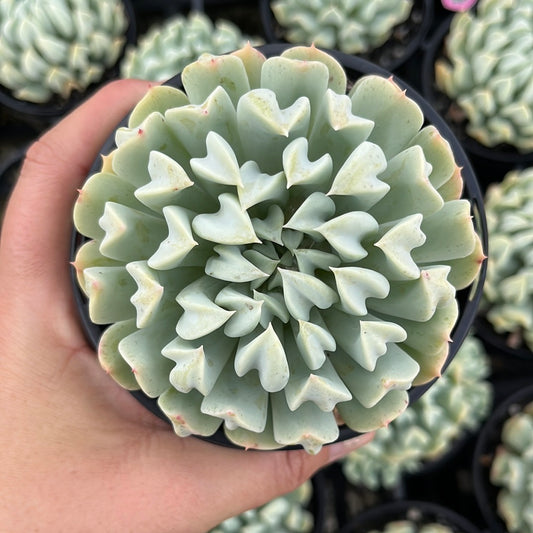 Echeveria Cloud (LG)