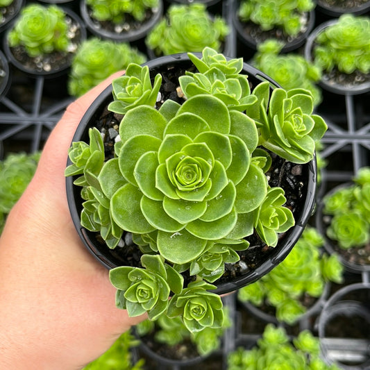 Aeonium Aureum (LG)