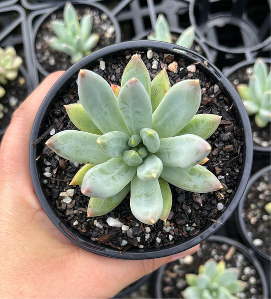 Pachyveria Longifolium (LG)