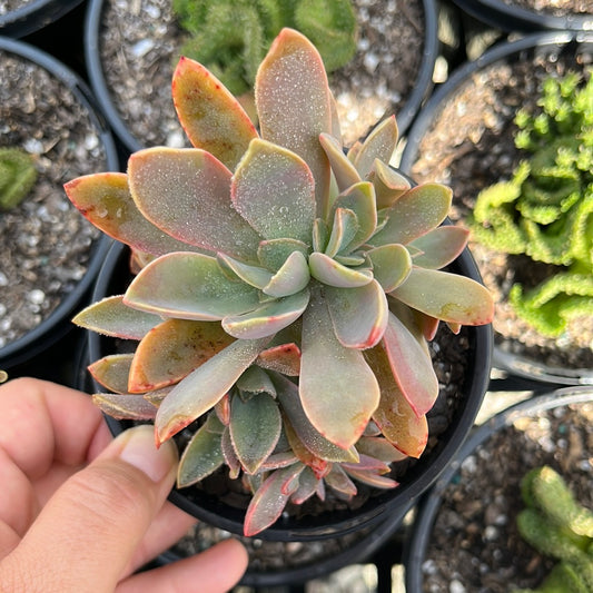 Graptoveria Fred Ives Crested (LG)