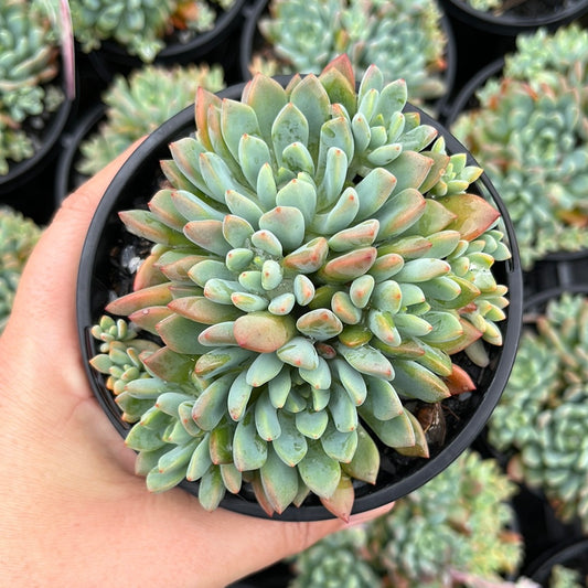 Echeveria Amoena (LG)