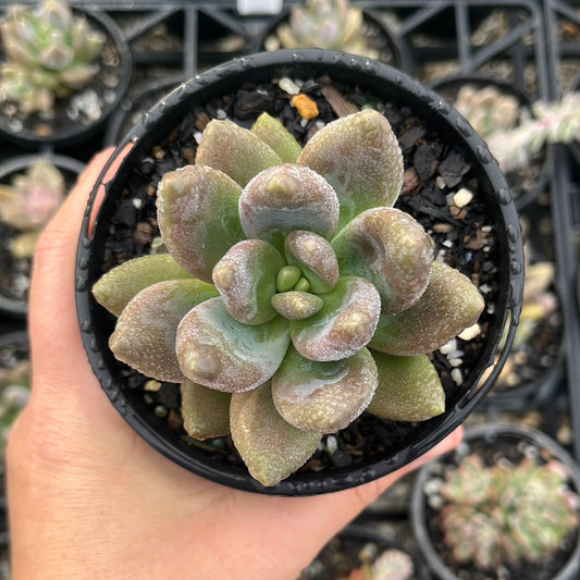 Pachyveria Blue Mist (LG)