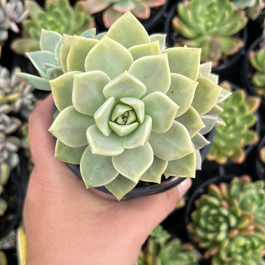 Graptoveria Titubans (LG)