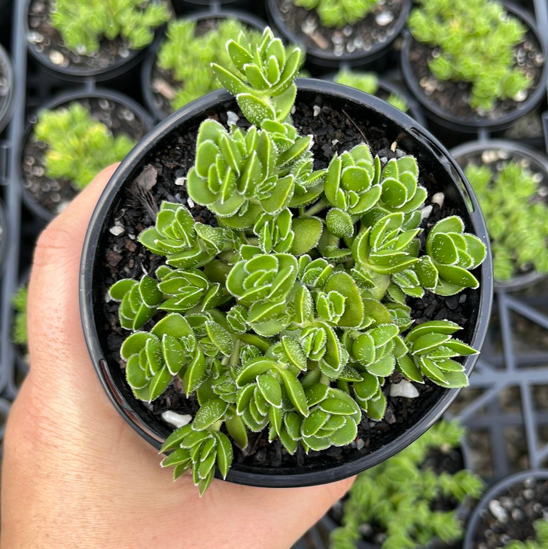 Crassula David (LG)