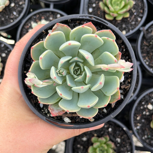 Echeveria Shichifuku Bin (LG)