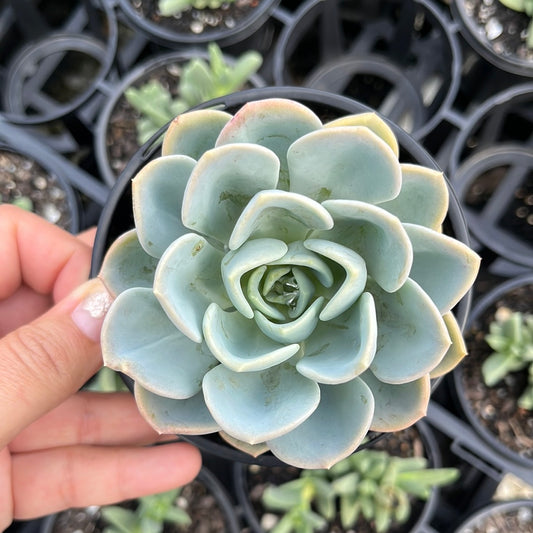 Pachyveria Orpet (LG)