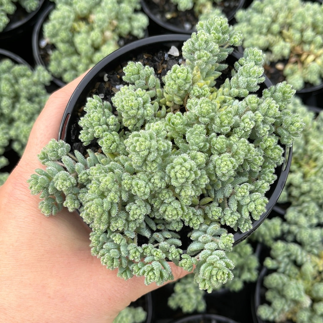 Sedum Dasyphyllum (LG)