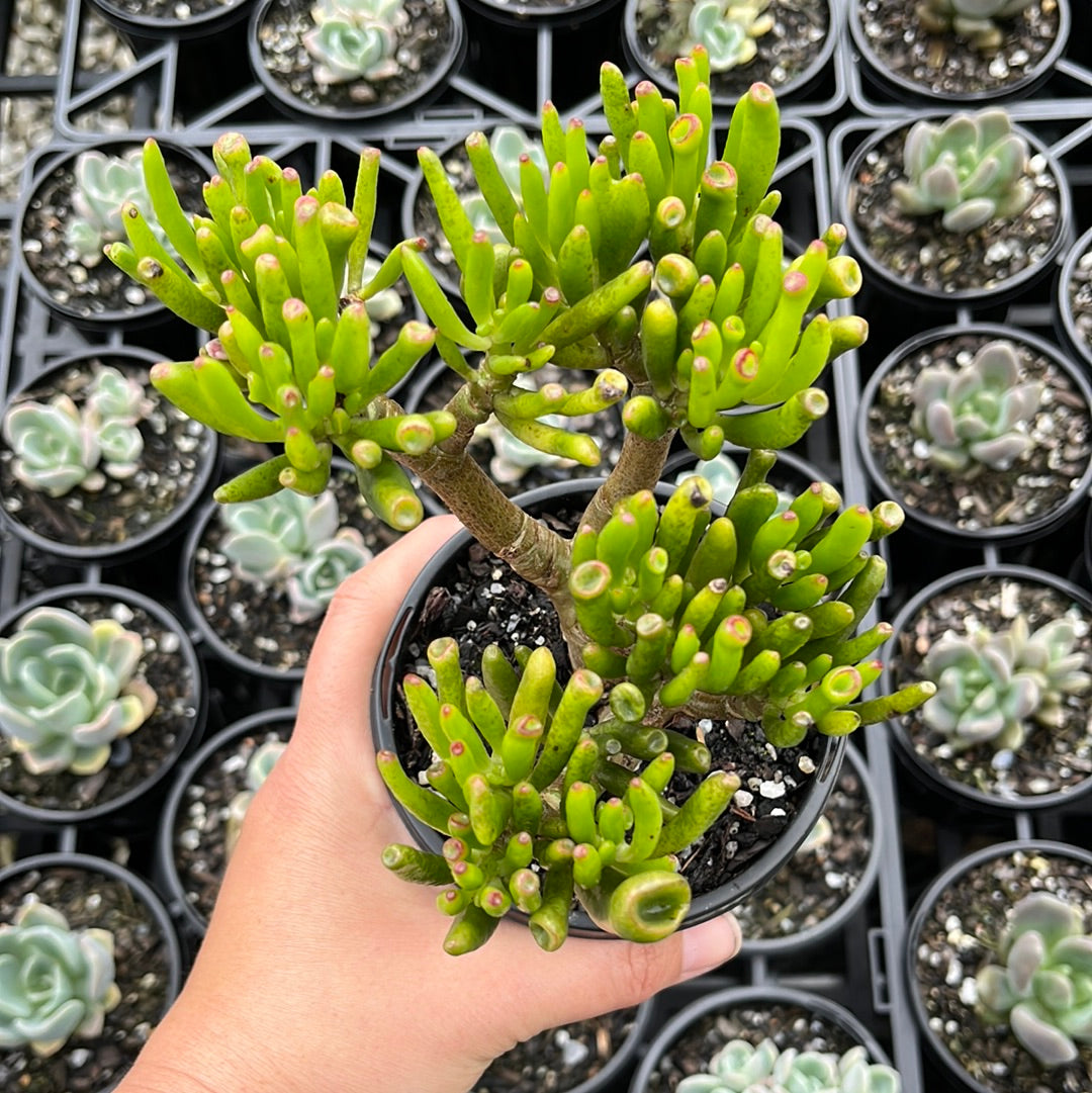 Crassula Gollum (LG)