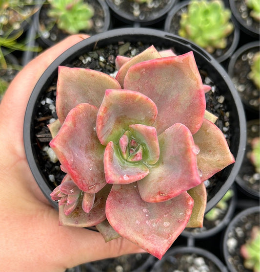 Graptoveria Mrs Richards (LG)