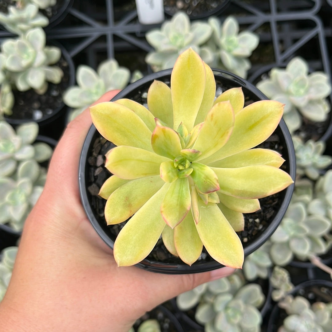 Echeveria Gold Nugget Variegata (LG)