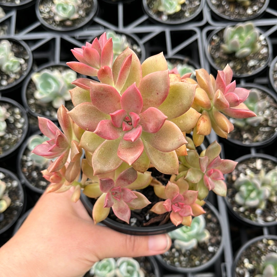 Graptoveria Rubra (LG)