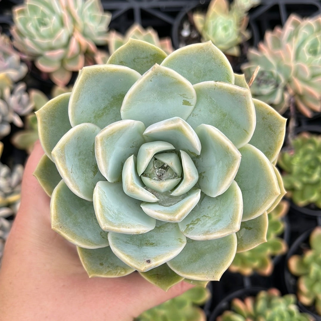 Graptoveria Cepheus (LG)