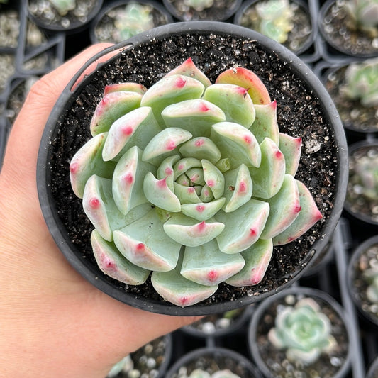 Echeveria Chihuahuaensis (LG)