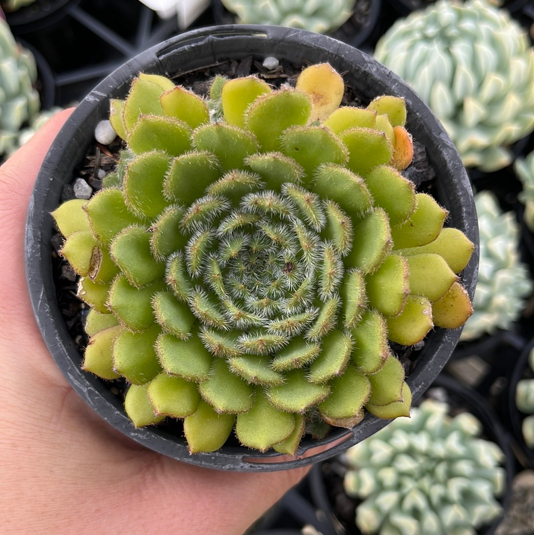 Echeveria Setosa Deminuta (LG)