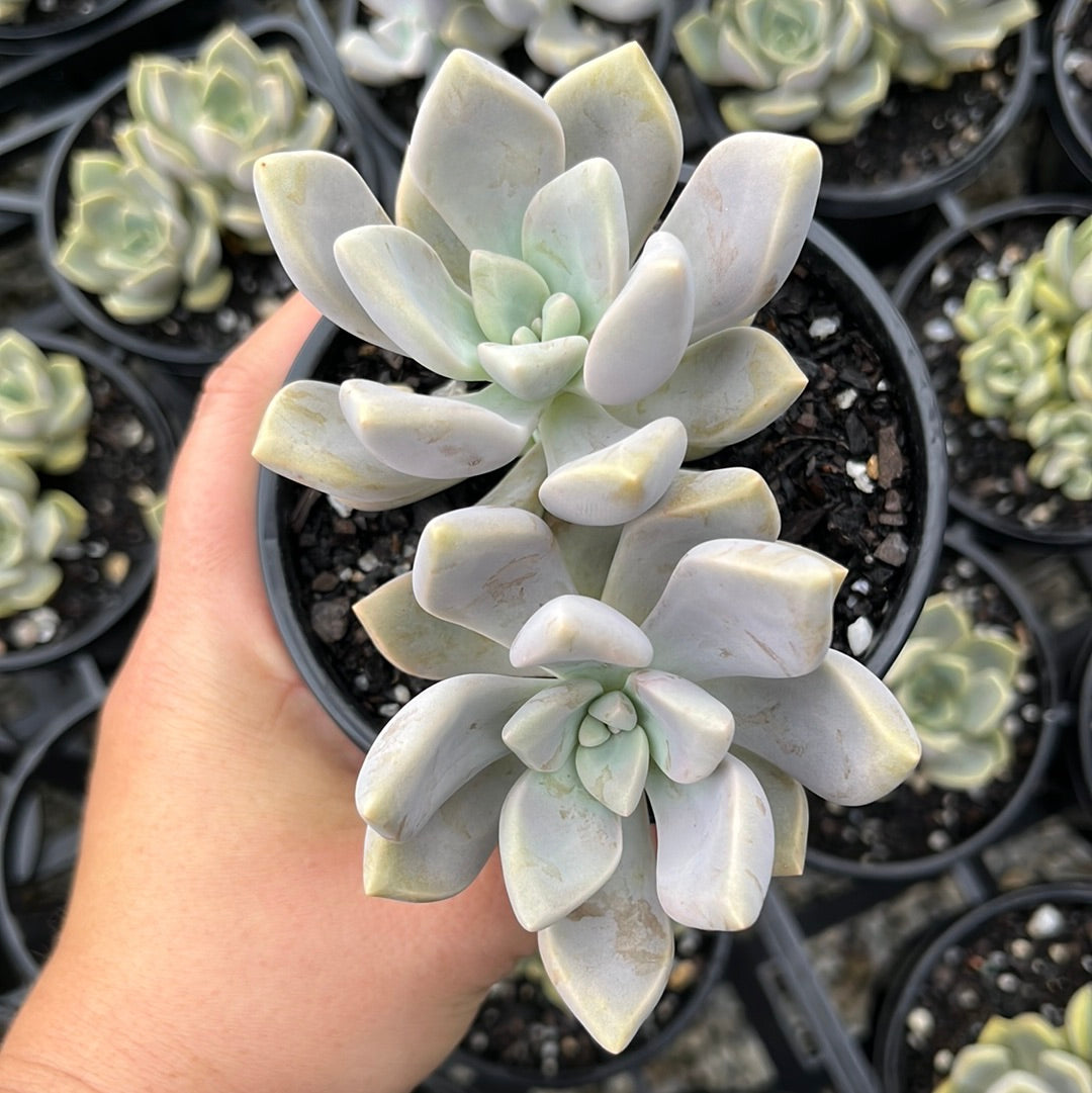 Graptoveria Ghost (LG)