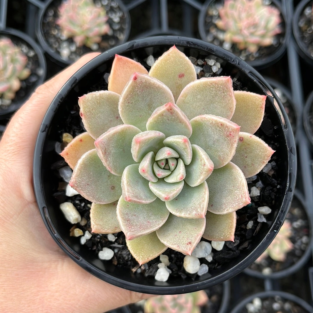 Echeveria Pretty In Pink (LG)