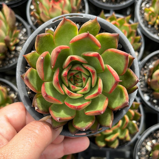 Echeveria Benimesume (LG)