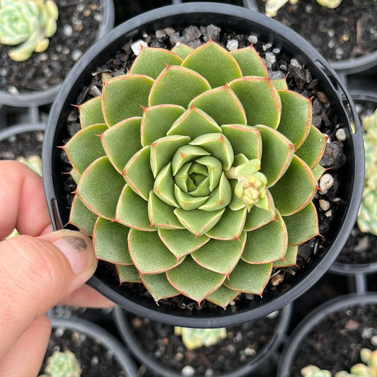 Echeveria Shamrock (LG)