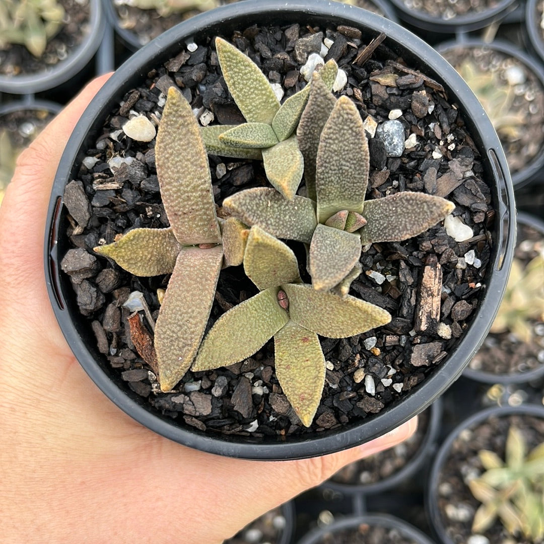 Aloinopsis Rubrolineata (LG)