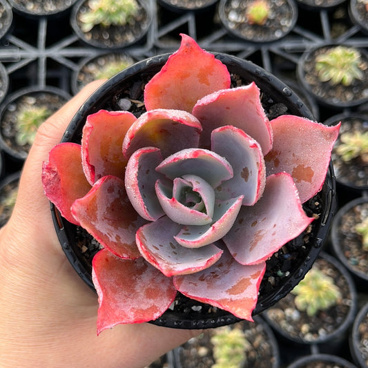 Echeveria Afterglow (LG)