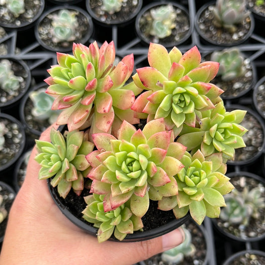 Echeveria Kerry’s Choice (LG)