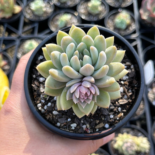 Echeveria Estrella (LG)