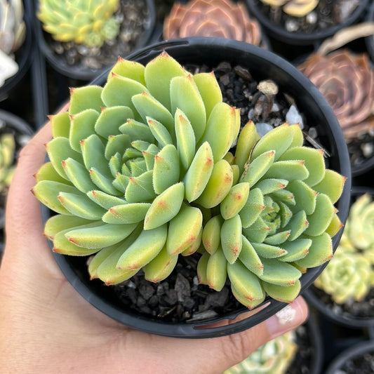 Echeveria Worfield Wonder (LG)