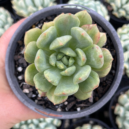 Echeveria Green Apple Montrose (LG)