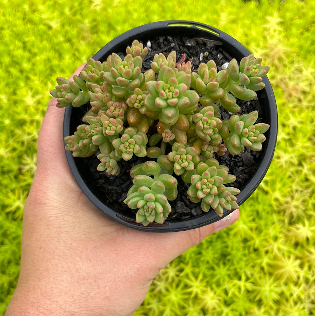 Sedeveria White Stonecrop (LG)