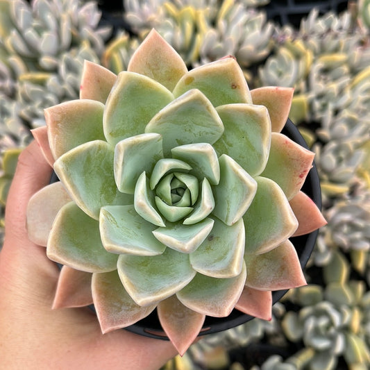 Graptoveria Manda (LG)